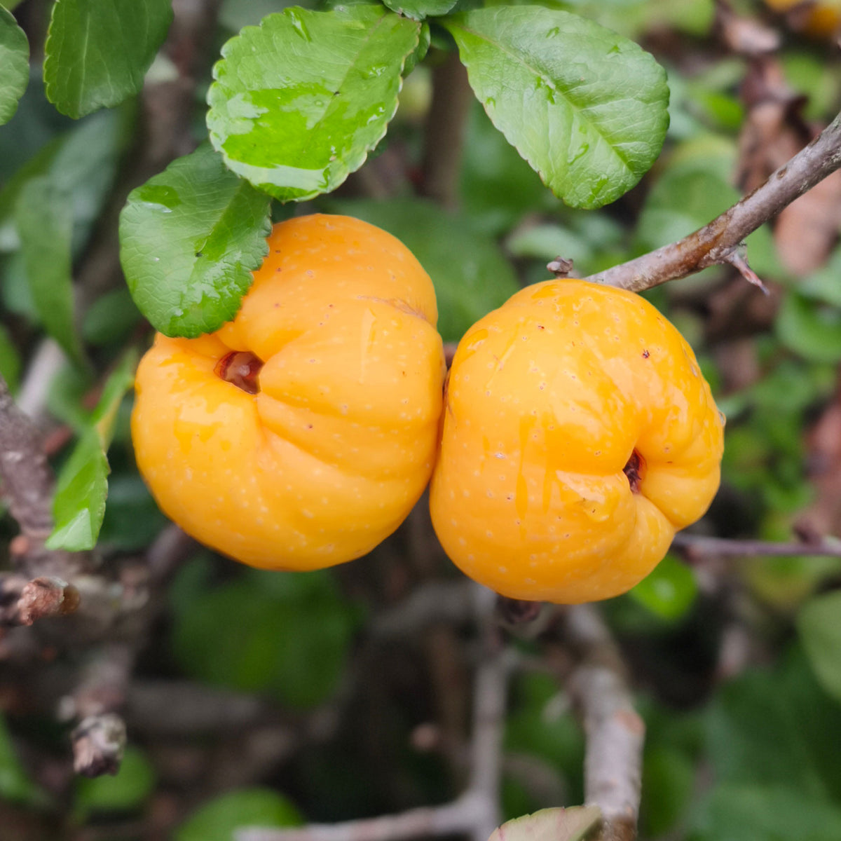 Cognassier du Japon Sargentii - Chaenomeles japonica Sargentii - Willemse
