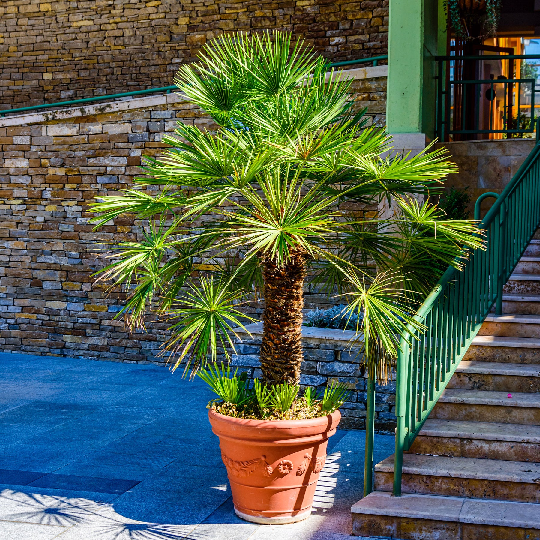 Vente Palmier nain Vulcano - Chamaerops humilis Vulcano 