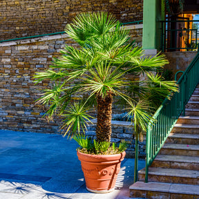 Vente Palmier nain Vulcano - Chamaerops humilis Vulcano 
