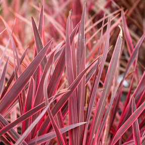 Cordyline australis Festival Rasberry® - Willemse