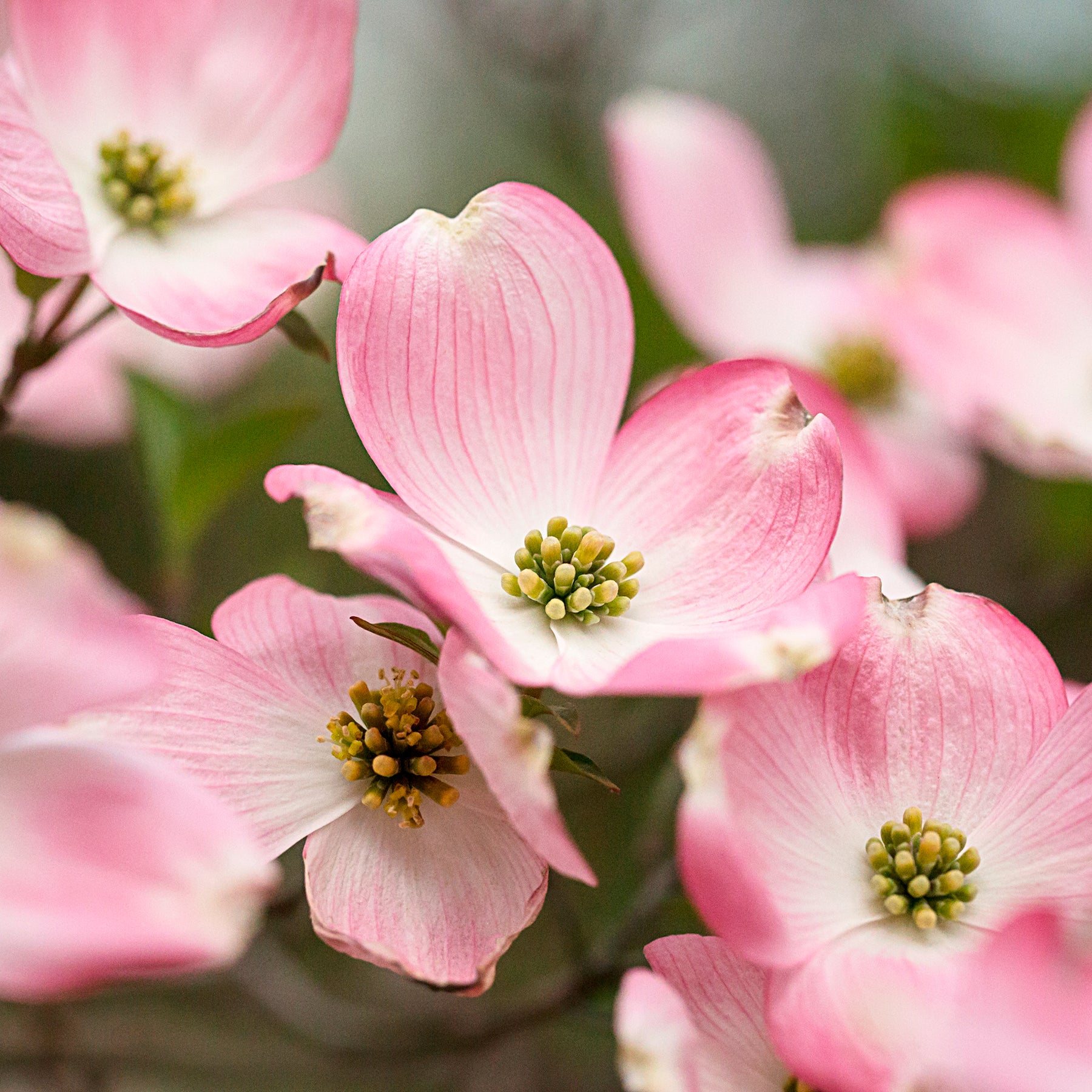 Cornouillers - Cornouiller du Japon Satomi - Cornus kousa Satomi