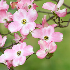 Vente Cornouiller du Japon Satomi