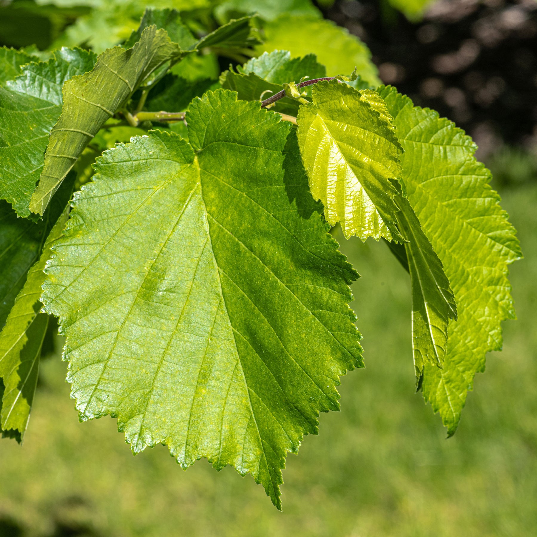 Corylus colurna - Noisetier de Byzance - Noisetier