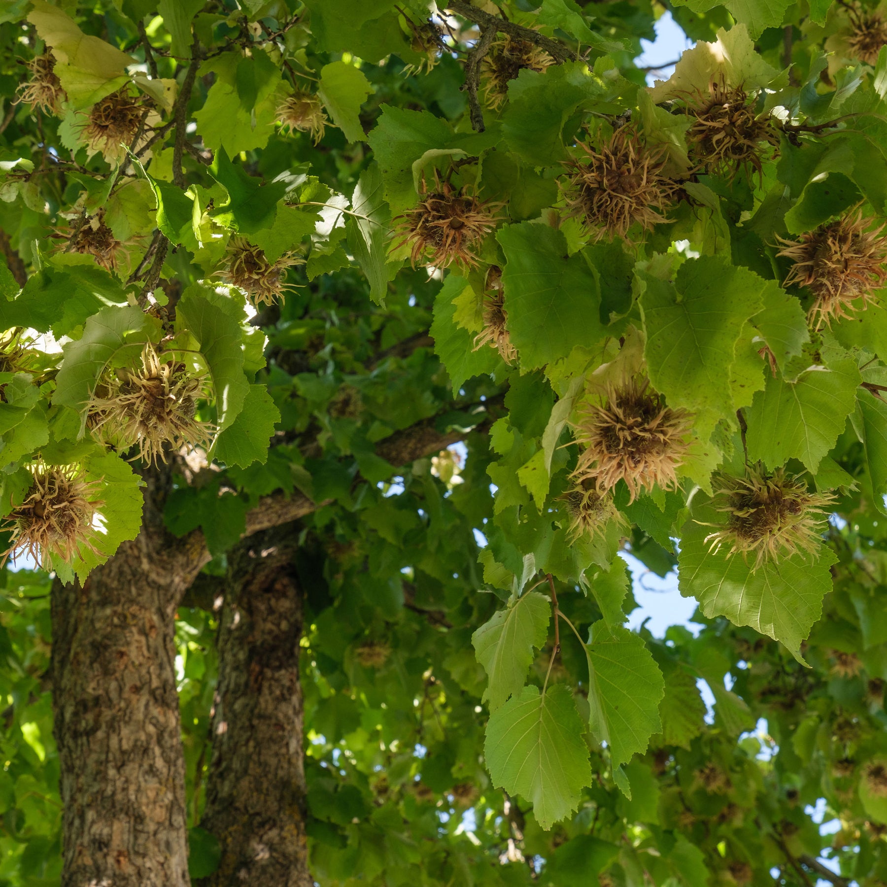 Noisetier - Noisetier de Byzance - Corylus colurna