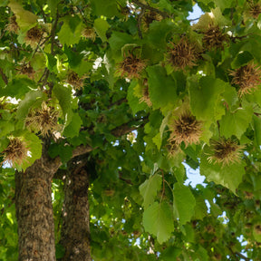 Noisetier - Noisetier de Byzance - Corylus colurna