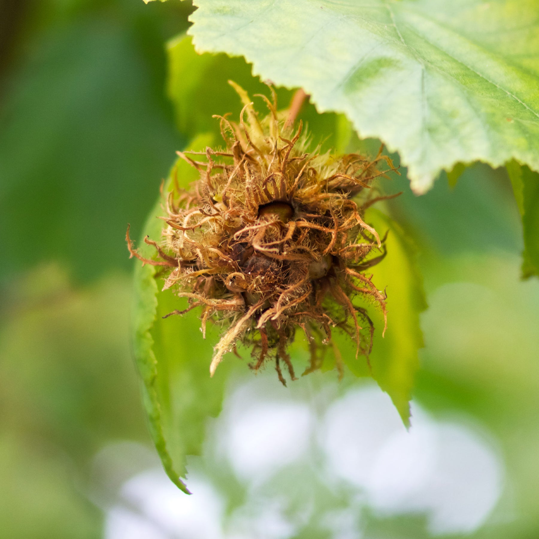 Vente Noisetier de Byzance - Corylus colurna