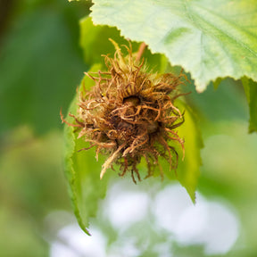 Vente Noisetier de Byzance - Corylus colurna