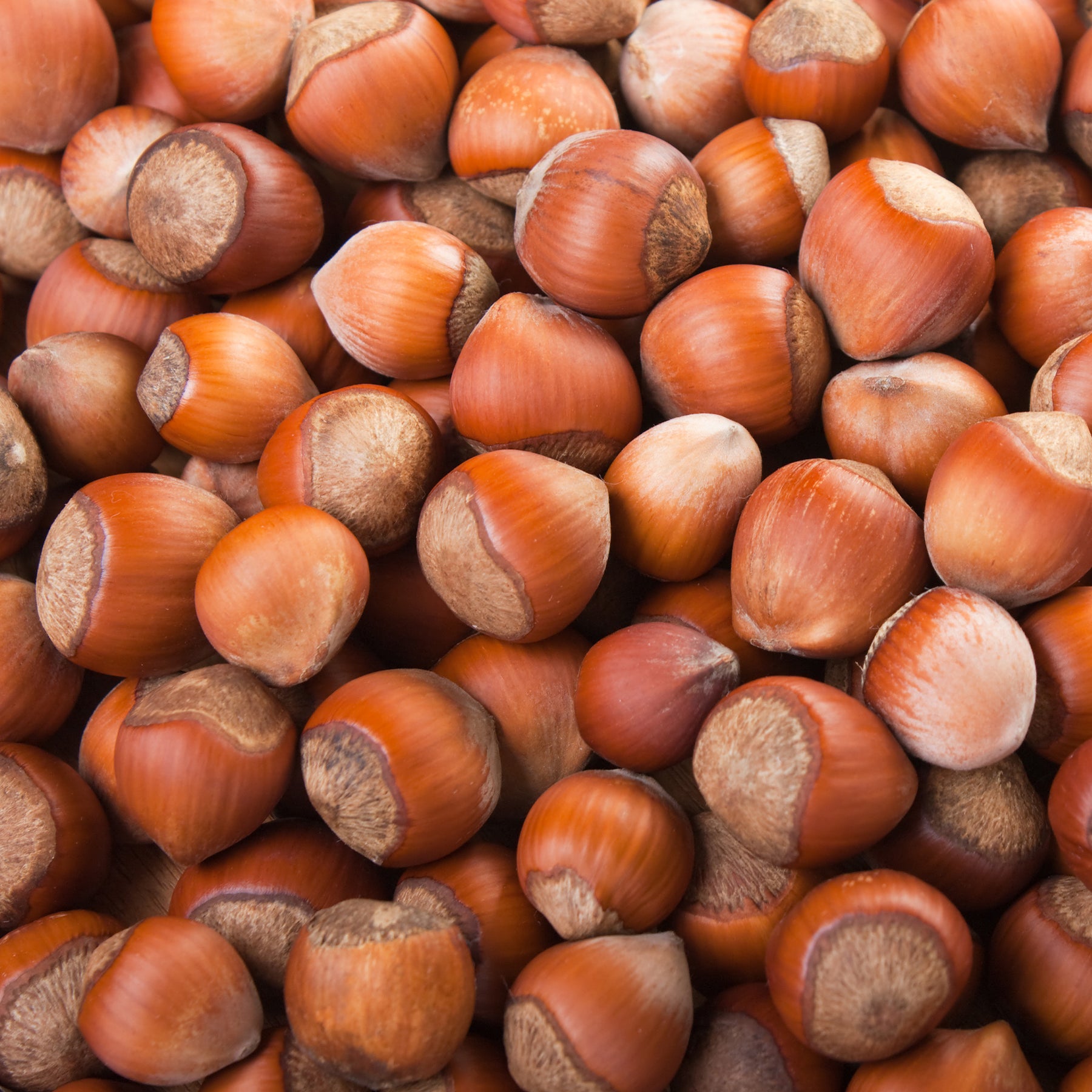 Vente Noisetier Merveille de Bollwiller - Corylus maxima Merveille de Bollwiller