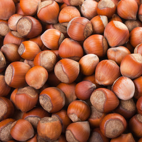 Vente Noisetier Merveille de Bollwiller - Corylus maxima Merveille de Bollwiller