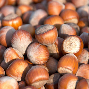 Noisetier Merveille de Bollwiller - Willemse