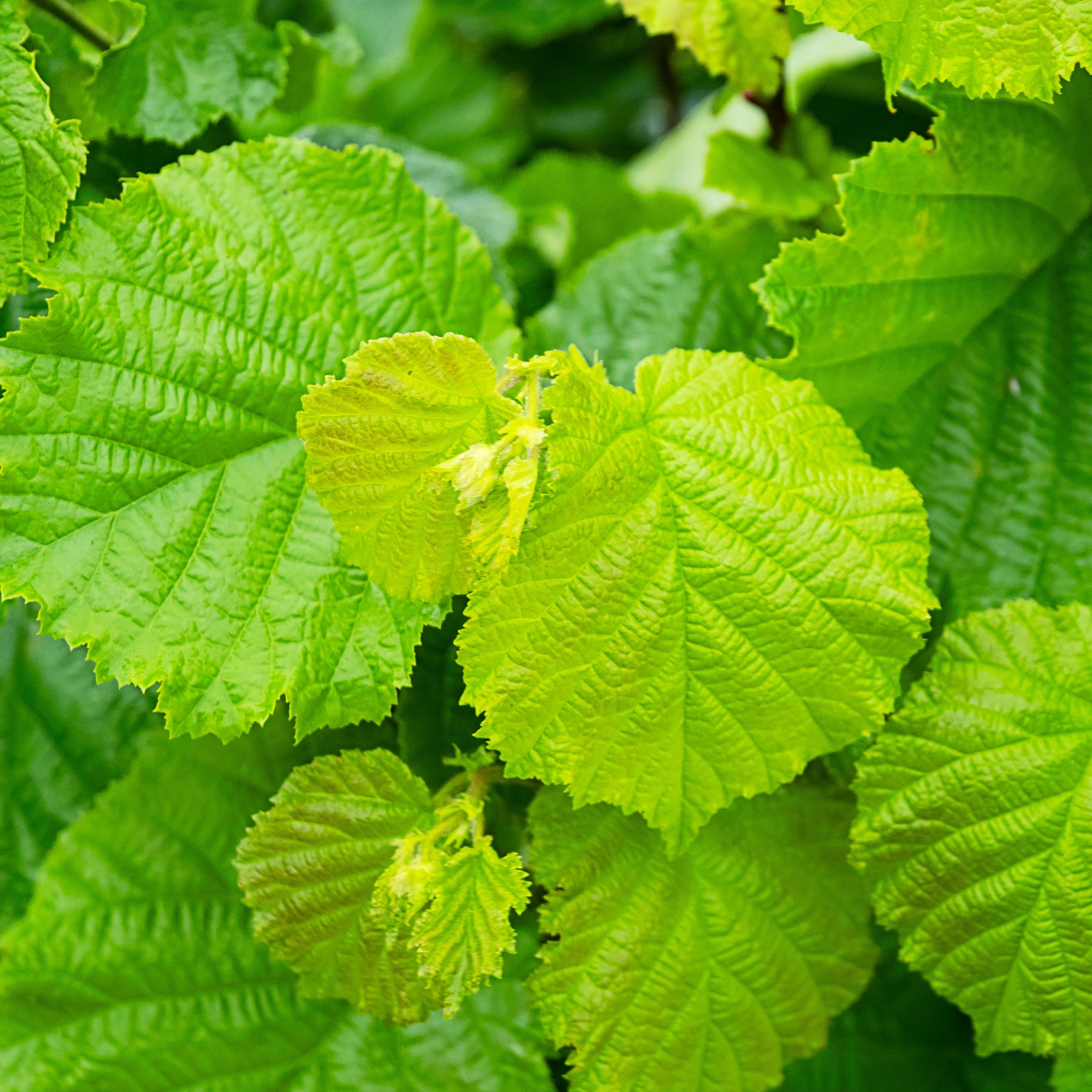 Noisetier - Noisetier Merveille de Bollwiller - Corylus maxima Merveille de Bollwiller