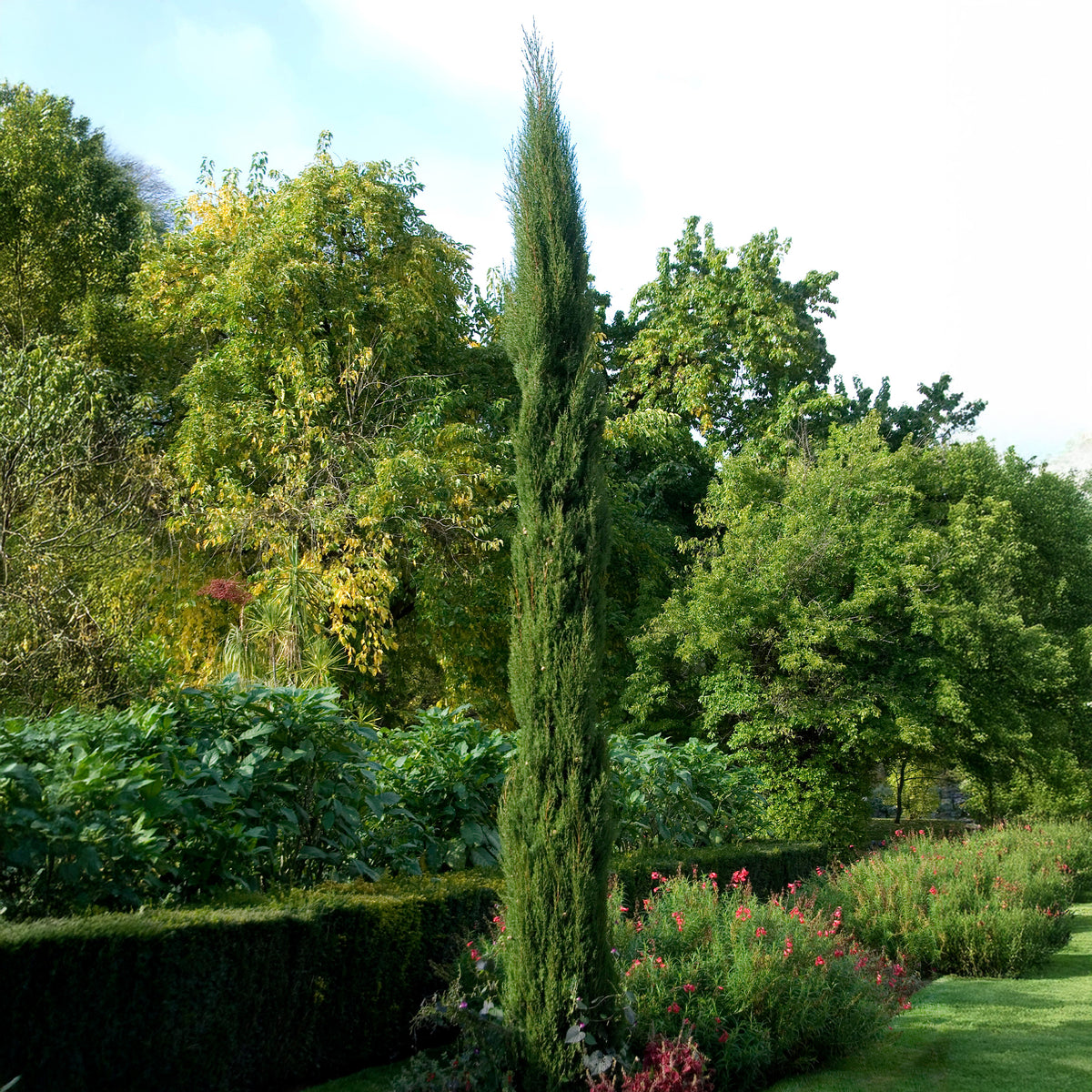 Cyprès d'Italie Stricta - Cupressus sempervirens Stricta - Willemse