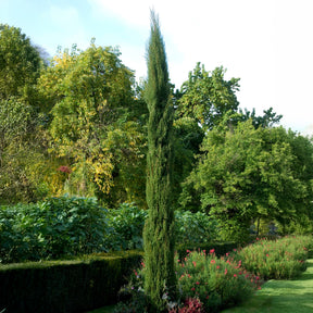 Cyprès - Cyprès d'Italie Stricta - Cupressus sempervirens Stricta