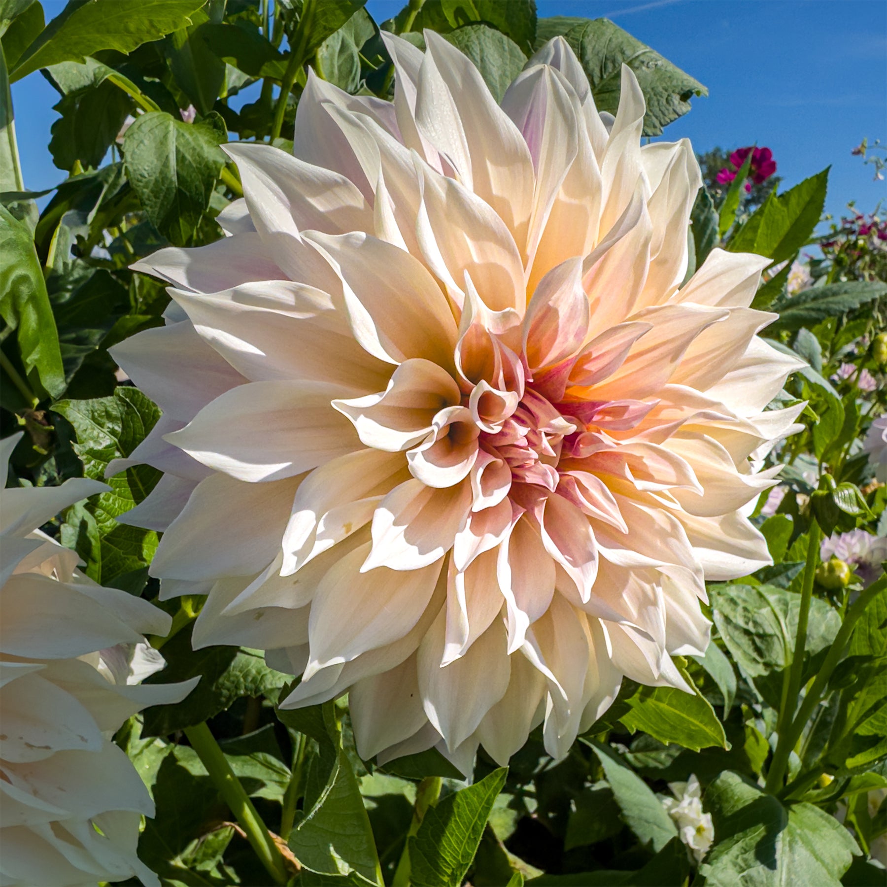 3 Dahlias Café au lait - Dahlia Café au Lait - Willemse