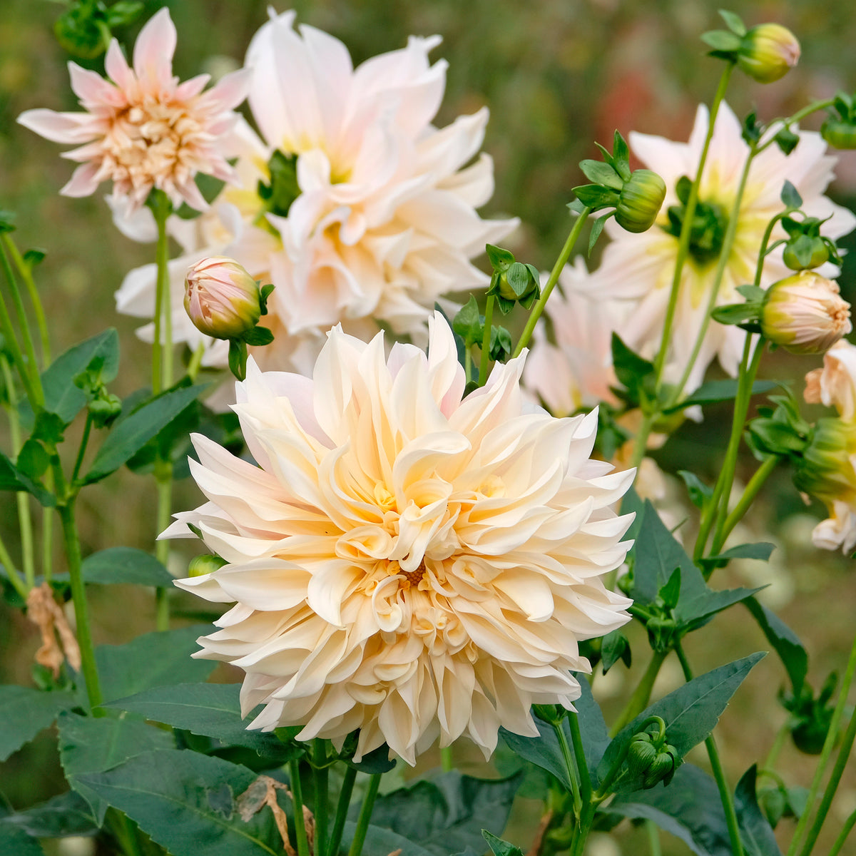 3 Dahlias géant Café au Lait