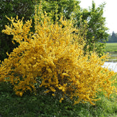 Forsythia Lynwood Gold - Willemse