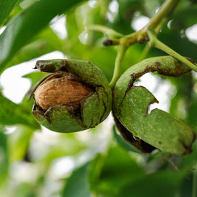 Noyer commun Chandler - Juglans regia Chandler - Willemse
