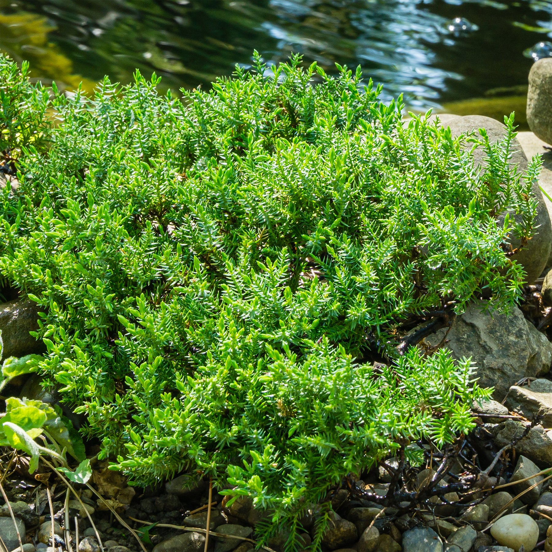 Vente Genévrier rampant Nana - Juniperus procumbens Nana