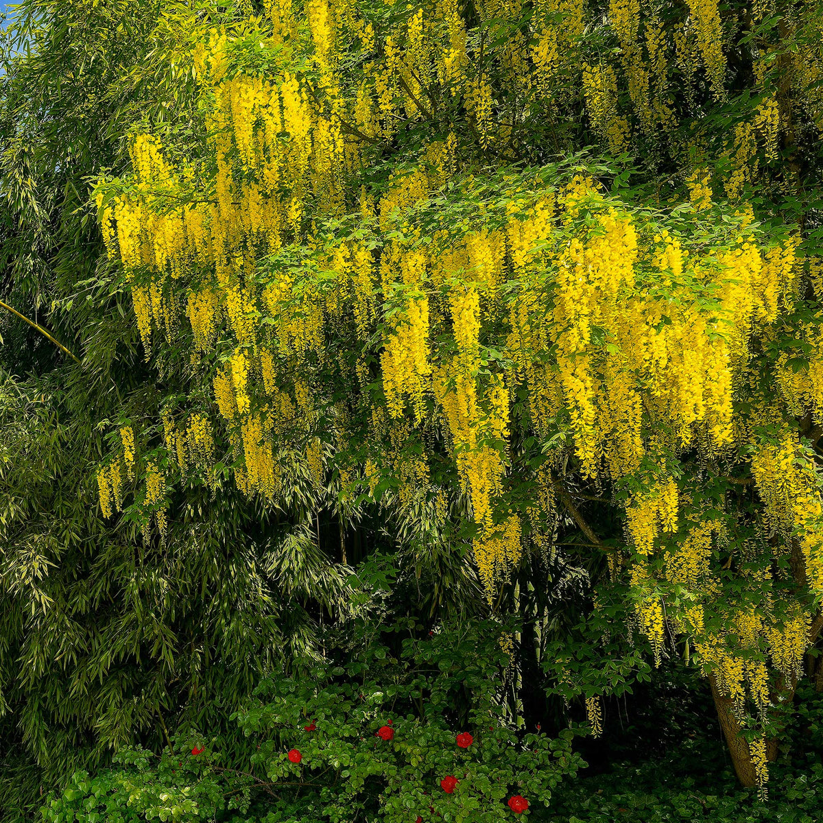 Cytise faux ébénier - Cytise à grappes - Laburnum anagyroides - Willemse