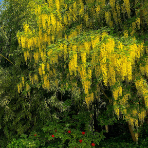 Cytise faux ébénier - Cytise à grappes - Laburnum anagyroides - Willemse