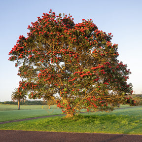 Metrosideros excelsa - Pohutukawa - Metrosideros excelsa - Arbres à fleurs
