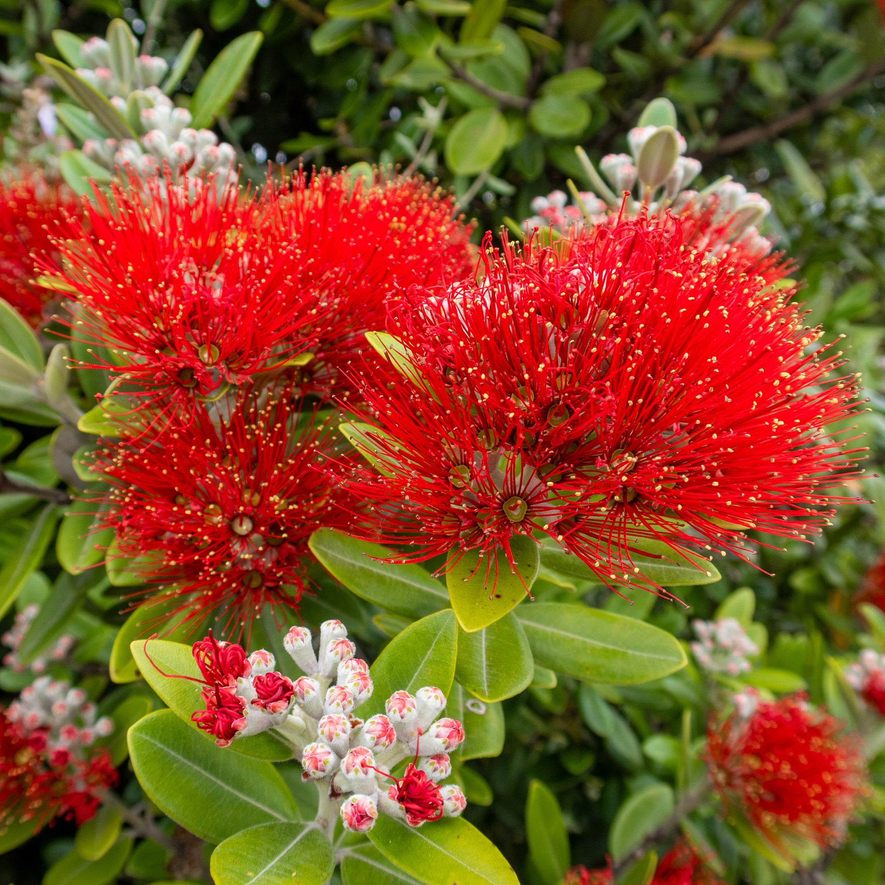 Pohutukawa - Metrosideros excelsa - Metrosideros excelsa - Willemse