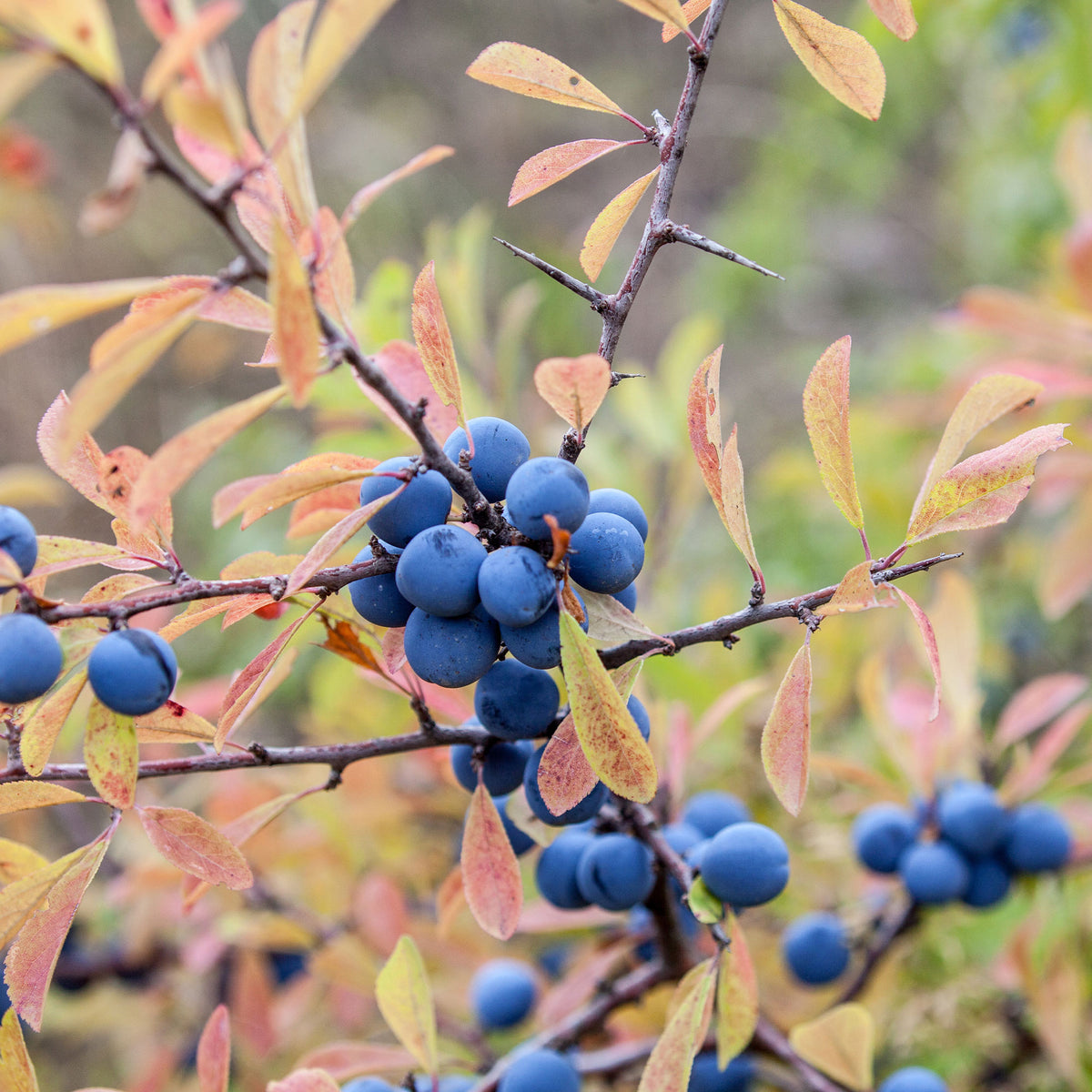 Prunellier - Willemse
