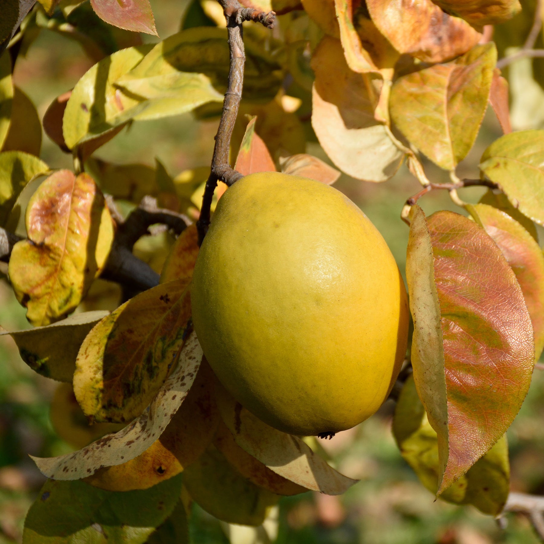 Pseudocydonia sinensis - Cognassier de Chine - Grands fruitiers
