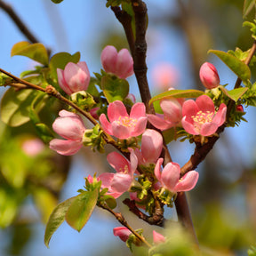 Grands fruitiers - Cognassier de Chine - Pseudocydonia sinensis