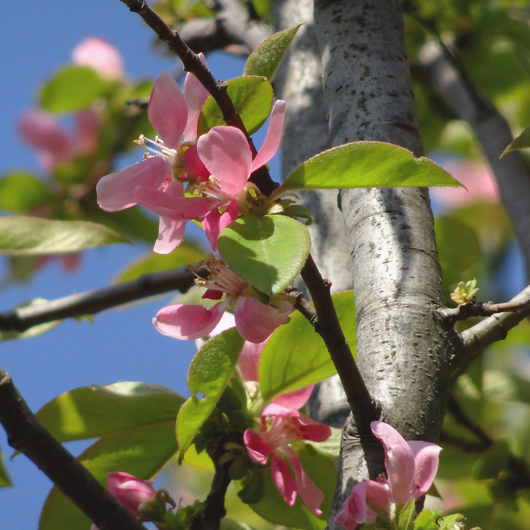 Vente Cognassier de Chine