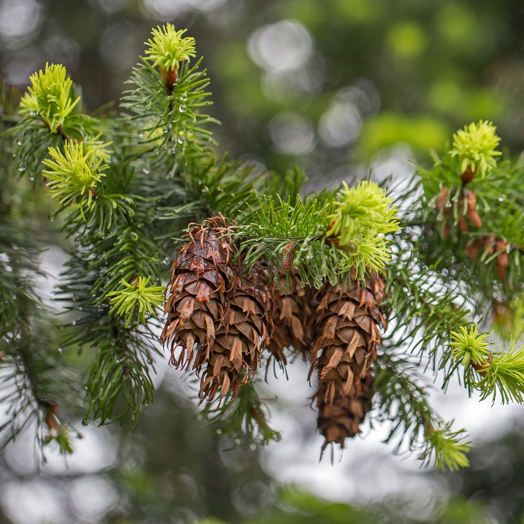 Vente Sapin de Douglas - Pseudotsuga menziesii