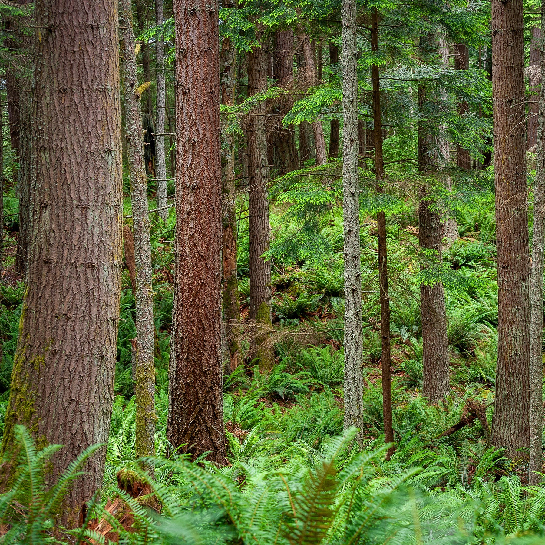 Vente Sapin de Douglas