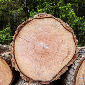 Sapin de Douglas - Conifères - Willemse