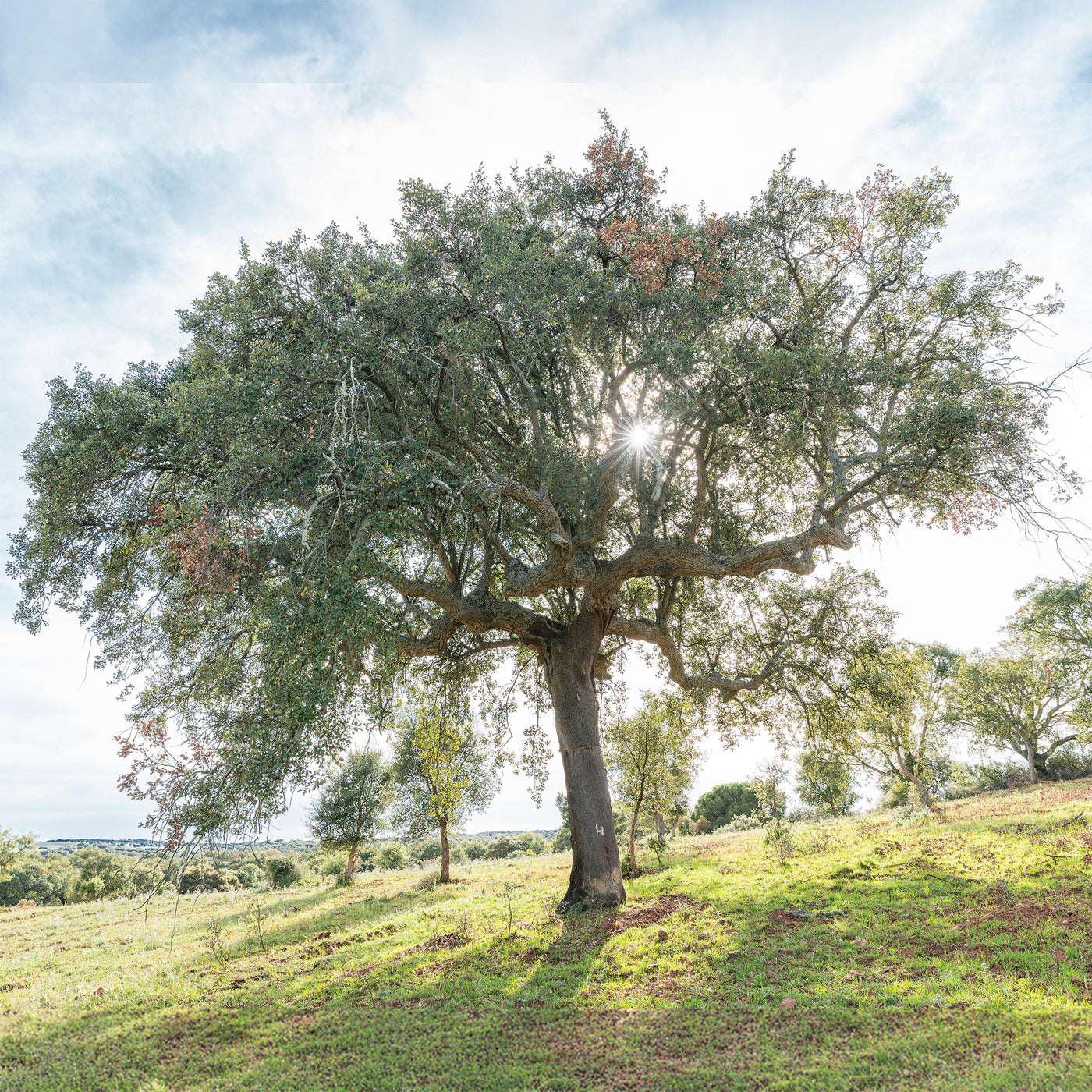 Chebne Chêne-liège - Quercus suber