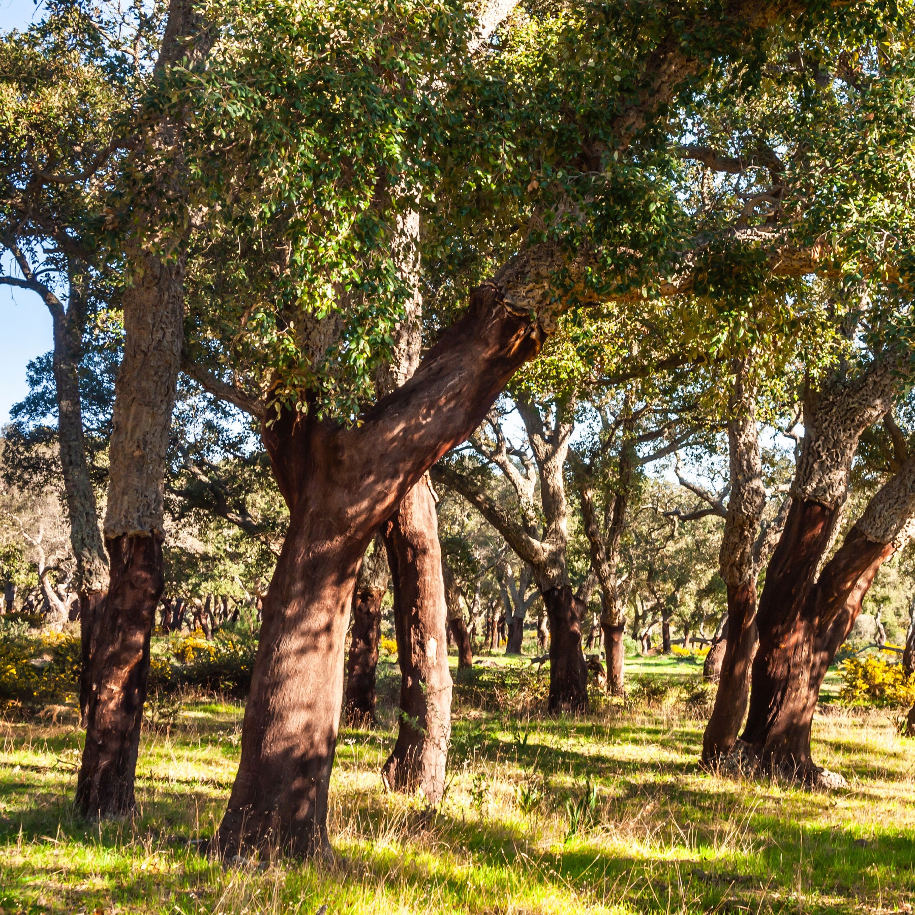 Chêne-liège - Chêne - Willemse