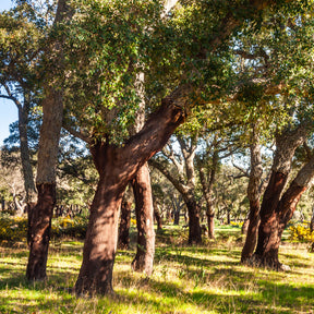 Chêne-liège - Chêne - Willemse