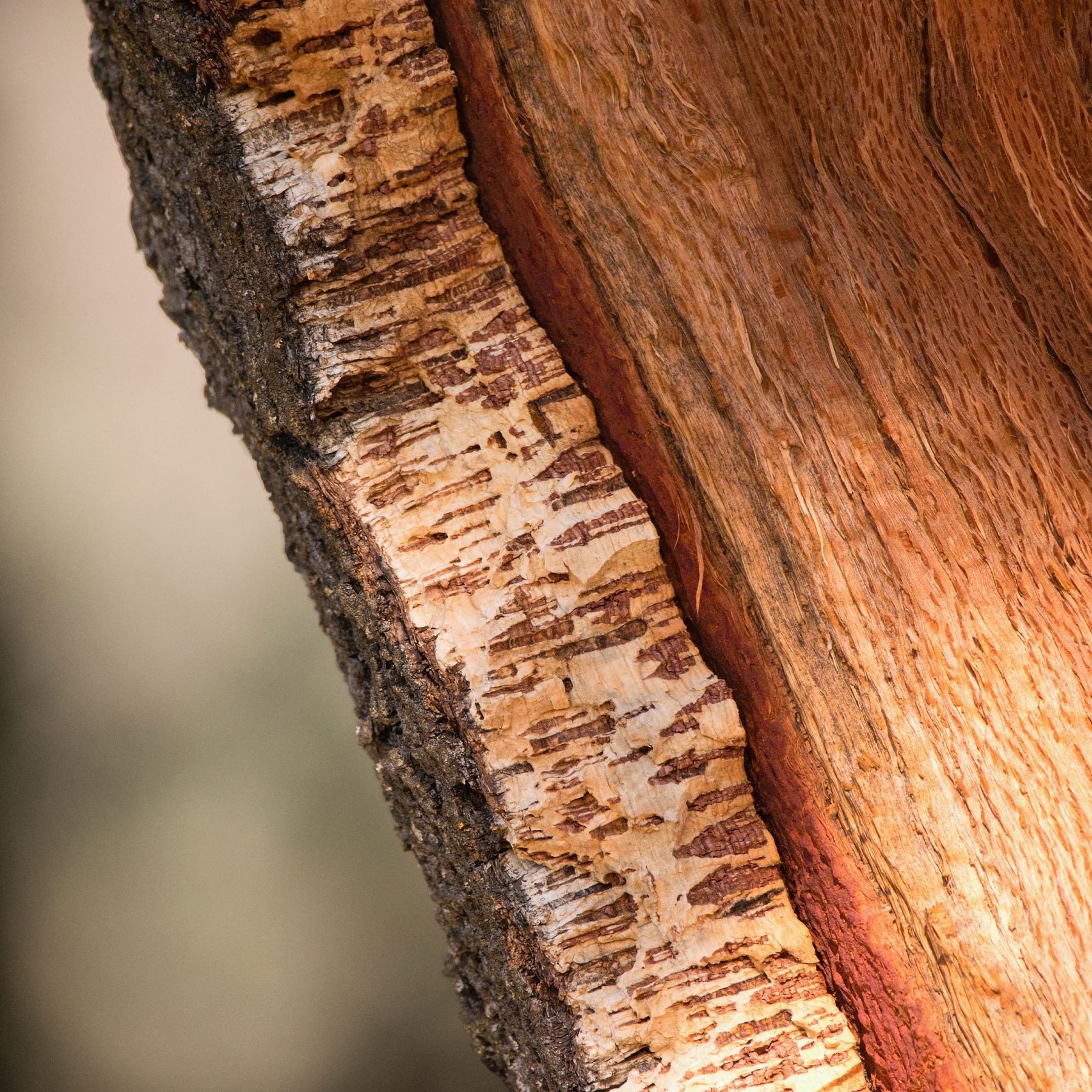 Vente Chêne-liège - Chêne