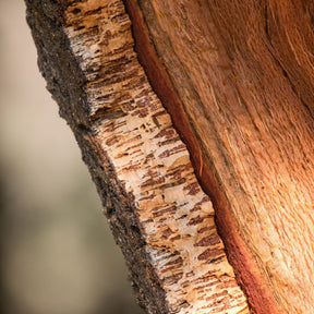 Vente Chêne-liège - Chêne