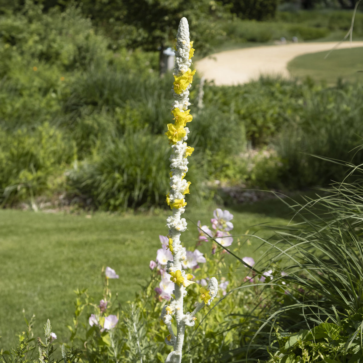 Molène - Verbascum bombyciferum - Willemse