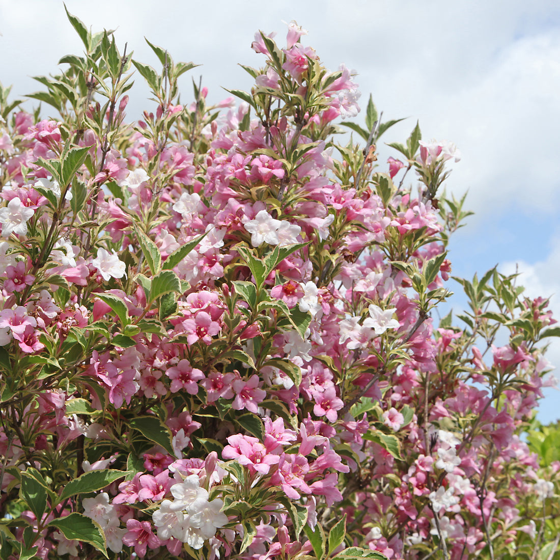 Weigelia rouge sur tige - Weigela bristol ruby