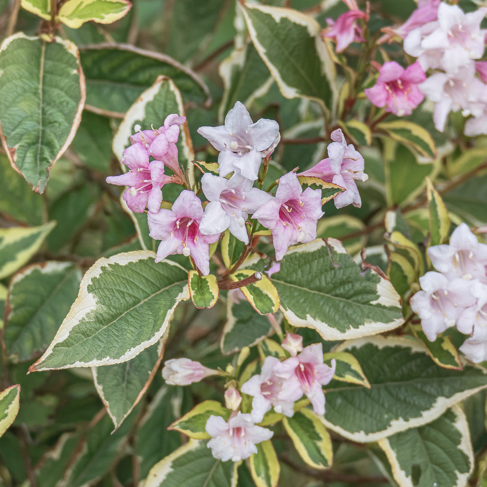 Weigelia rouge sur tige - Weigela bristol ruby