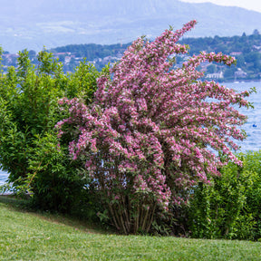 Weigela florida Variegata - Weigélia florida Variegata - Weigelias