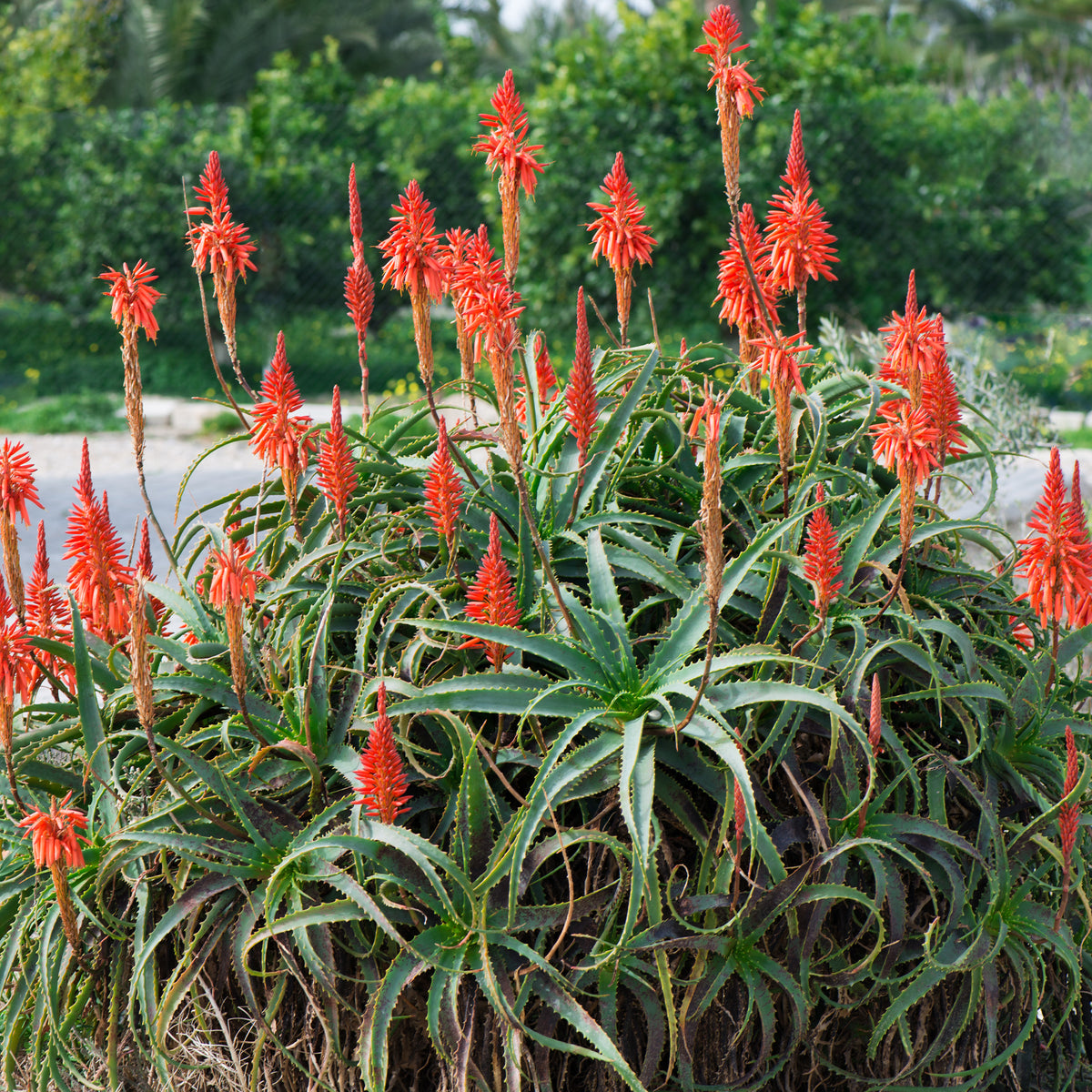 aloe vera plante prix Aloès arborescent en pot, entretien facile
