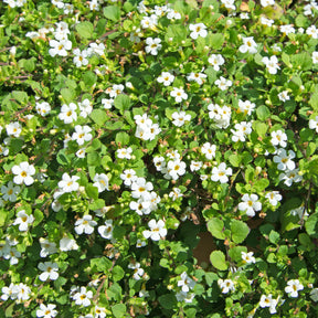Bacopa white - Bacopa blanc - Bacopa