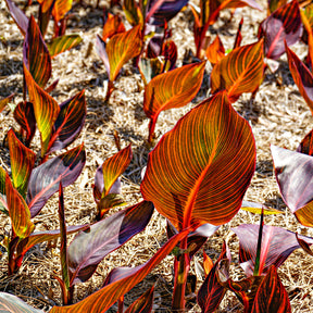 Canna Durban - Canna Durban - Willemse