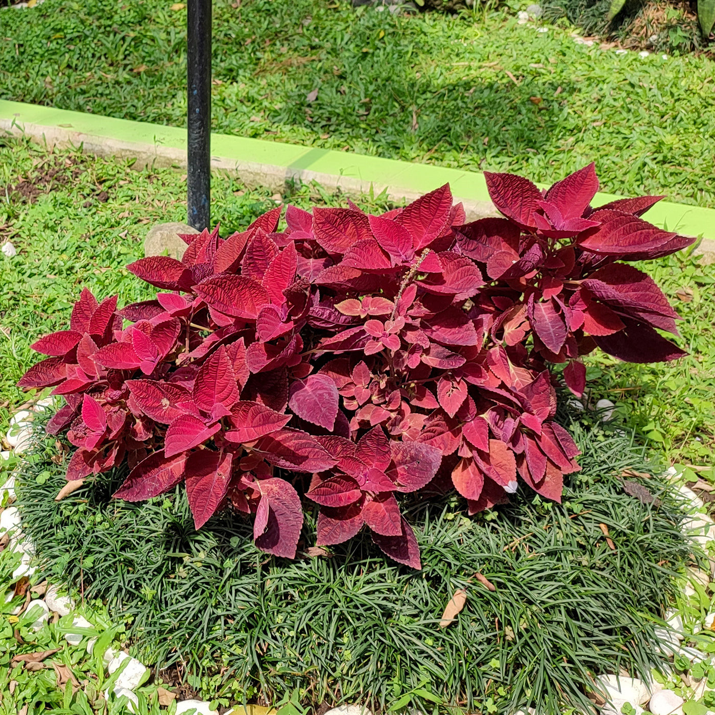 Coleus Red Head - Coleus Redhead