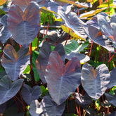 Colocasia Black Magic - Oreille d'éléphant - Willemse