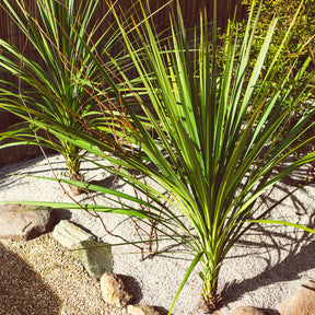 Cordyline australe - Cordyline australis - Willemse