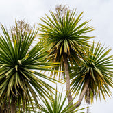 Cordyline australe - Willemse