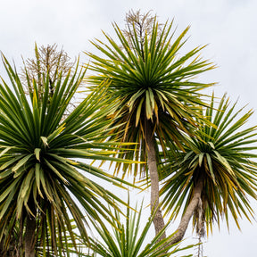 Cordyline australe - Willemse